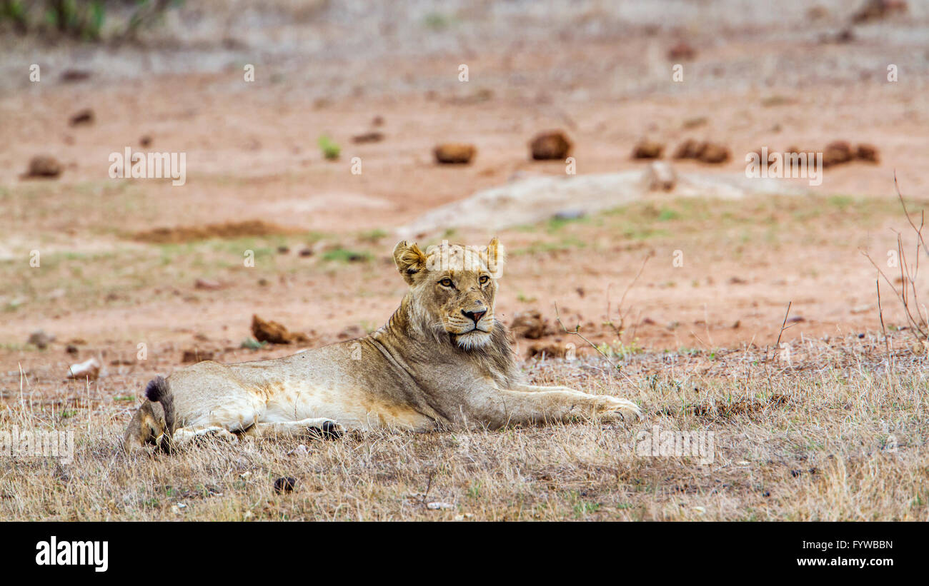 Lion Kruger national park, South Africa ; Specie Panthera leo family of felidae Stock Photo