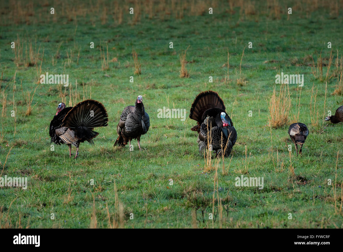 Wild Turkies in Spring graze in a field in Cataloochee valley Stock Photo