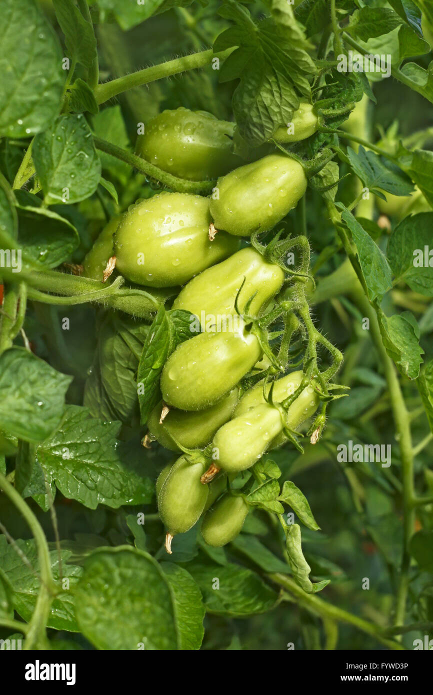 Cluster of green oblong tomatoes Stock Photo