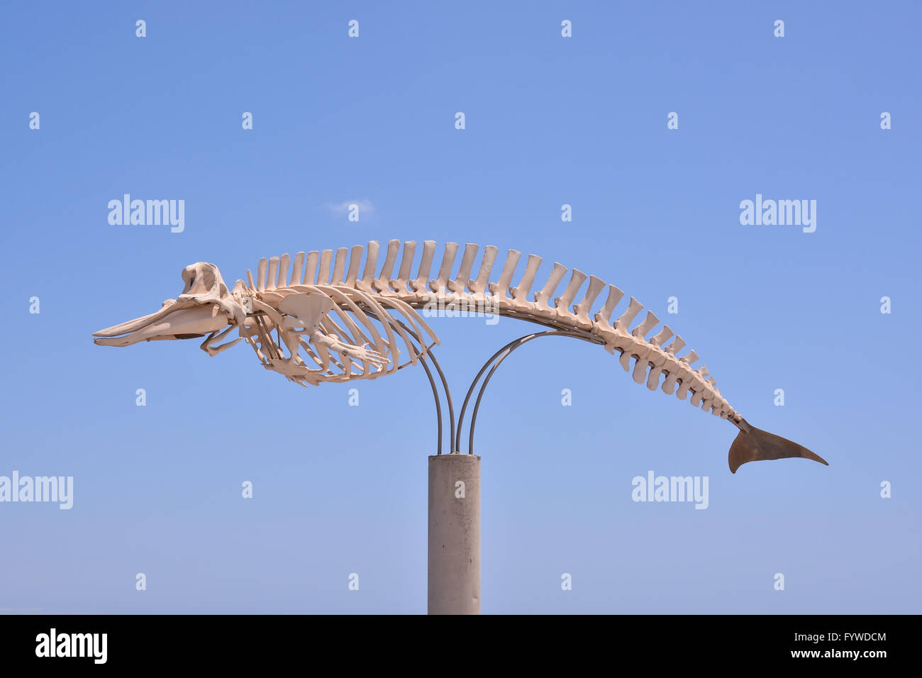 Whale Mammal Skeleton Stock Photo Alamy