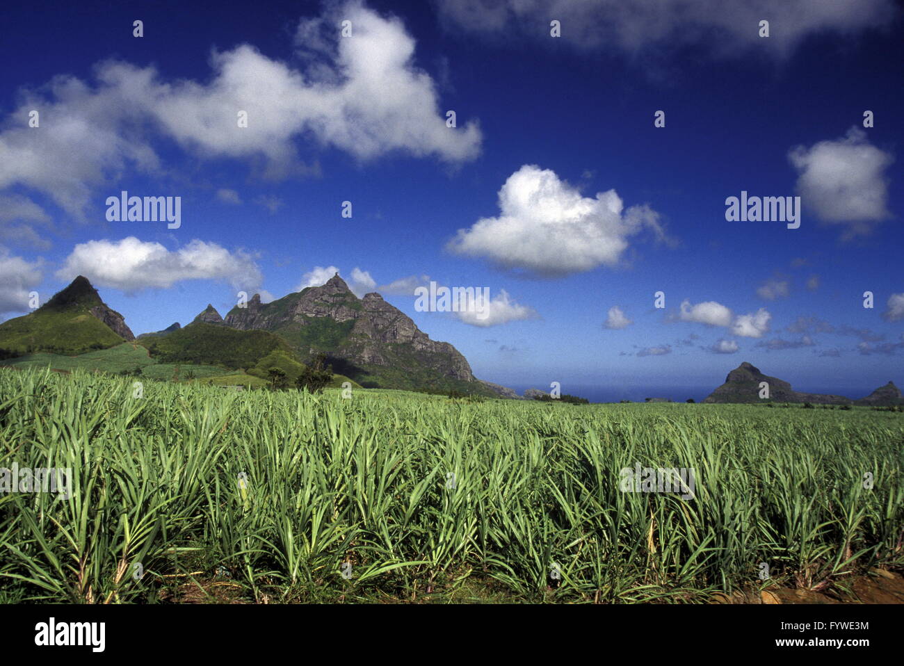 INDIAN OCEAN MAURITIUS SUGAR CANE PLANATION Stock Photo