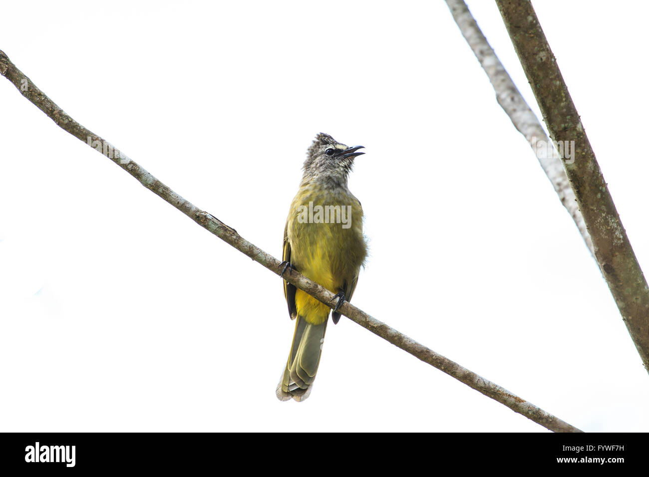 beautiful flavescent bulbul (Pycnonotus flavescens) in tropical forest Stock Photo