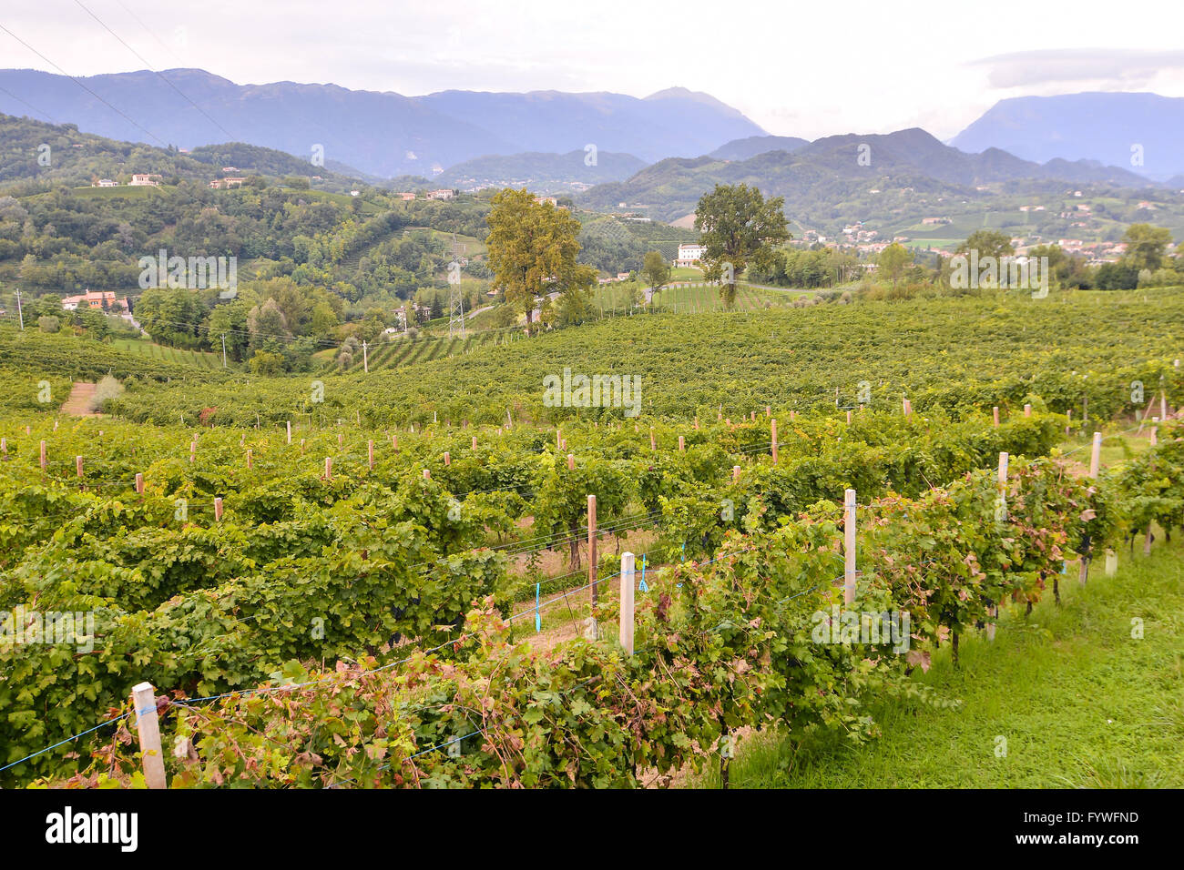Vineyard Ready to Produce Wine Stock Photo