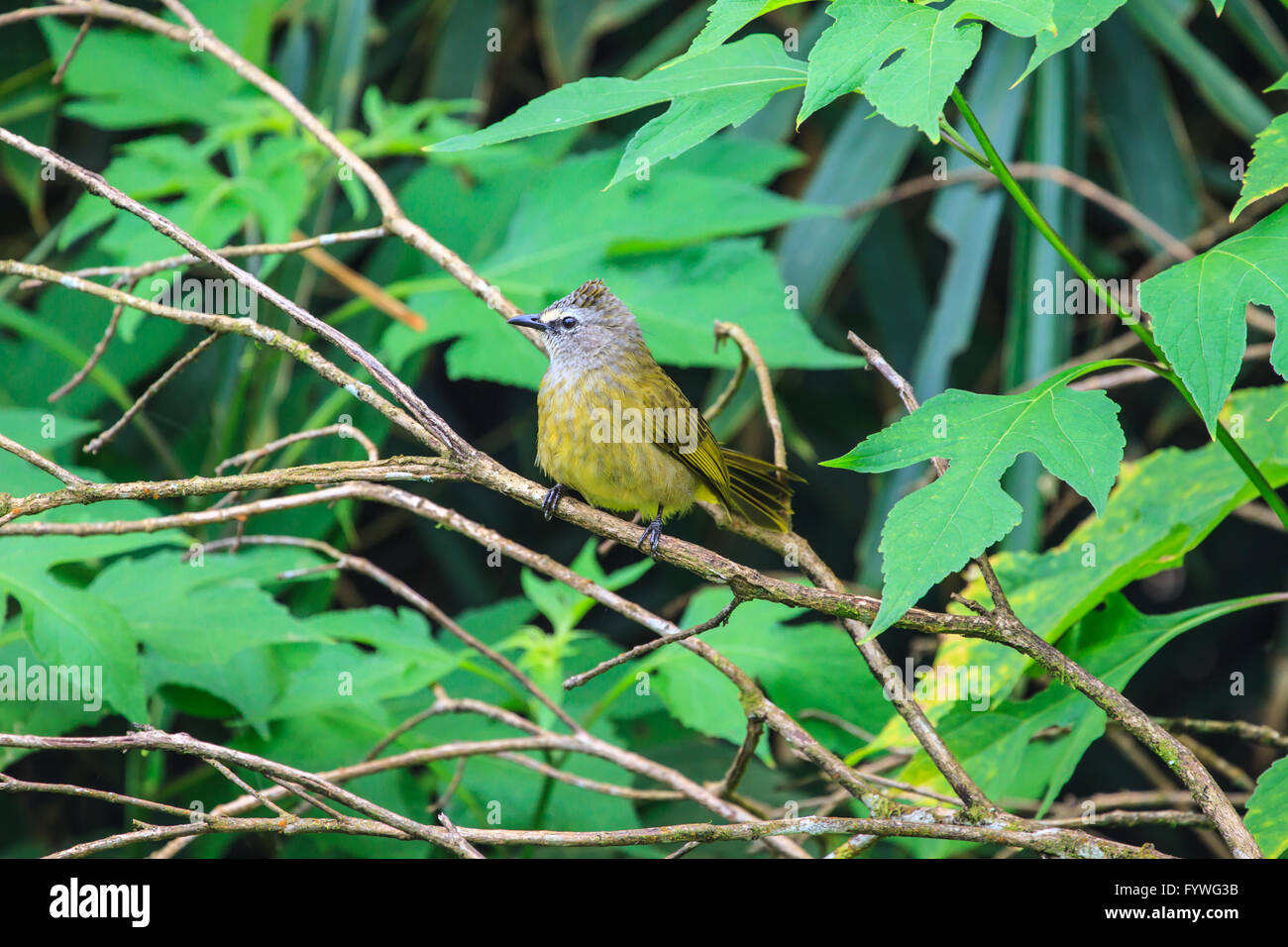 beautiful flavescent bulbul (Pycnonotus flavescens) in tropical forest Stock Photo
