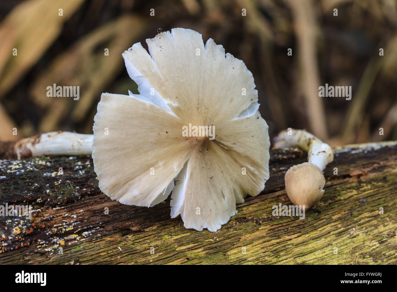 fresh termite mushroom on timber in tropical forest Stock Photo