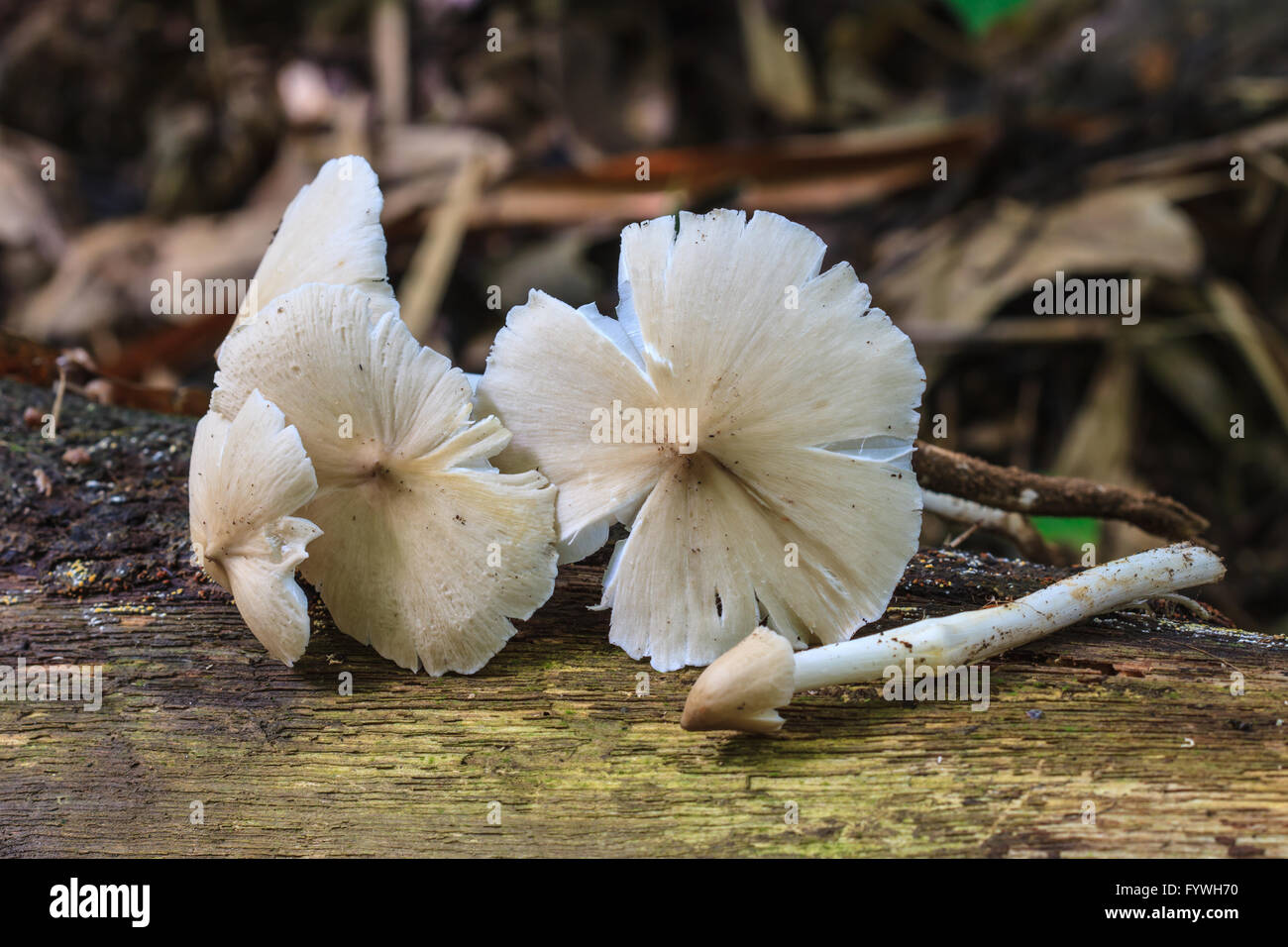 fresh termite mushroom on timber in tropical forest Stock Photo