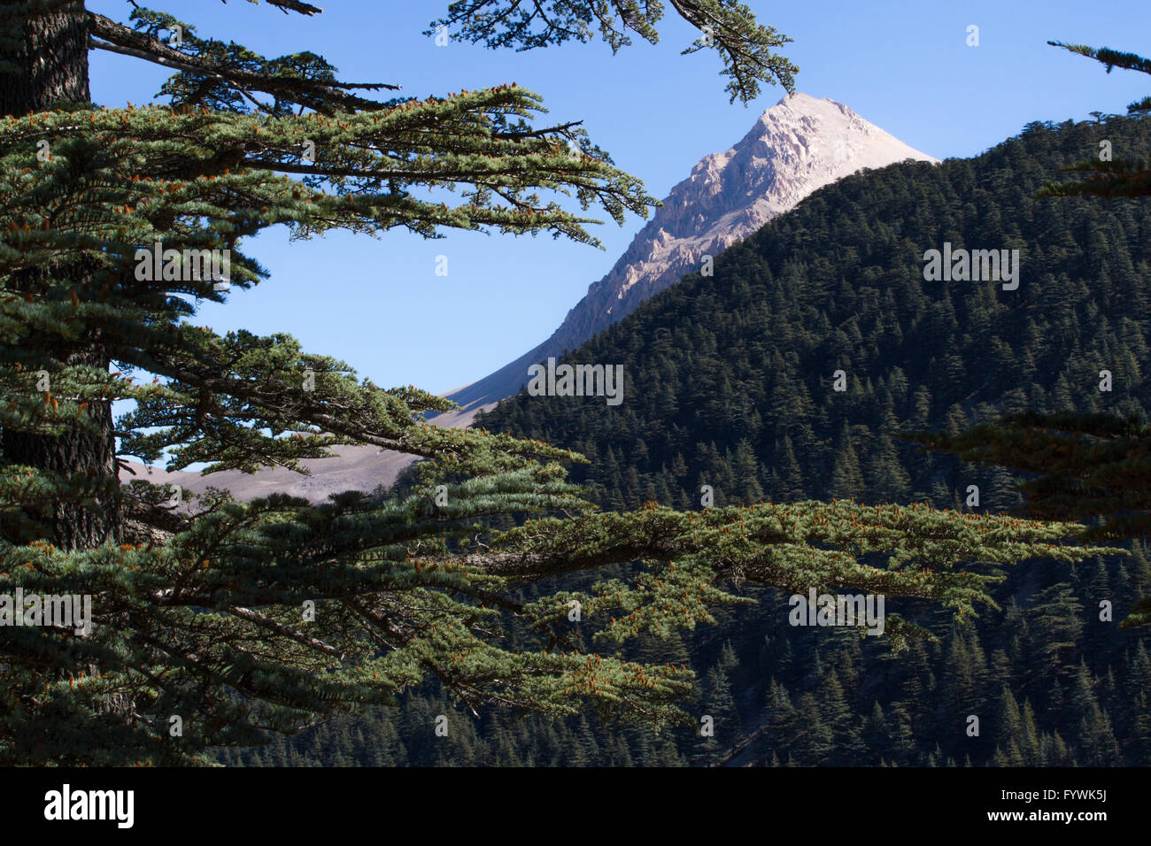 Lebanese cedar pinecone in the forest in the mountains, Turkey Stock Photo