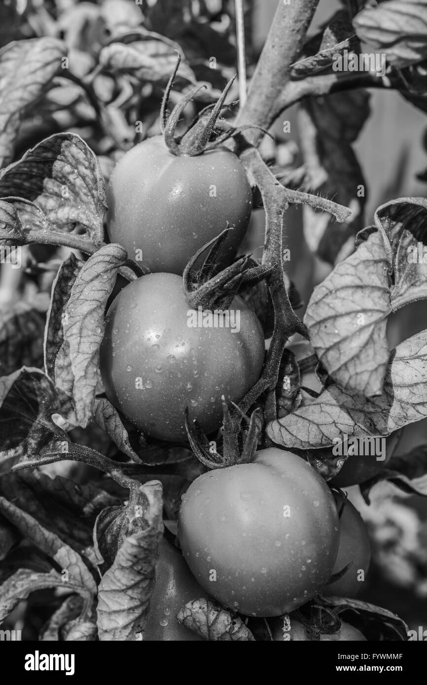 BW Tomato Stock Photo