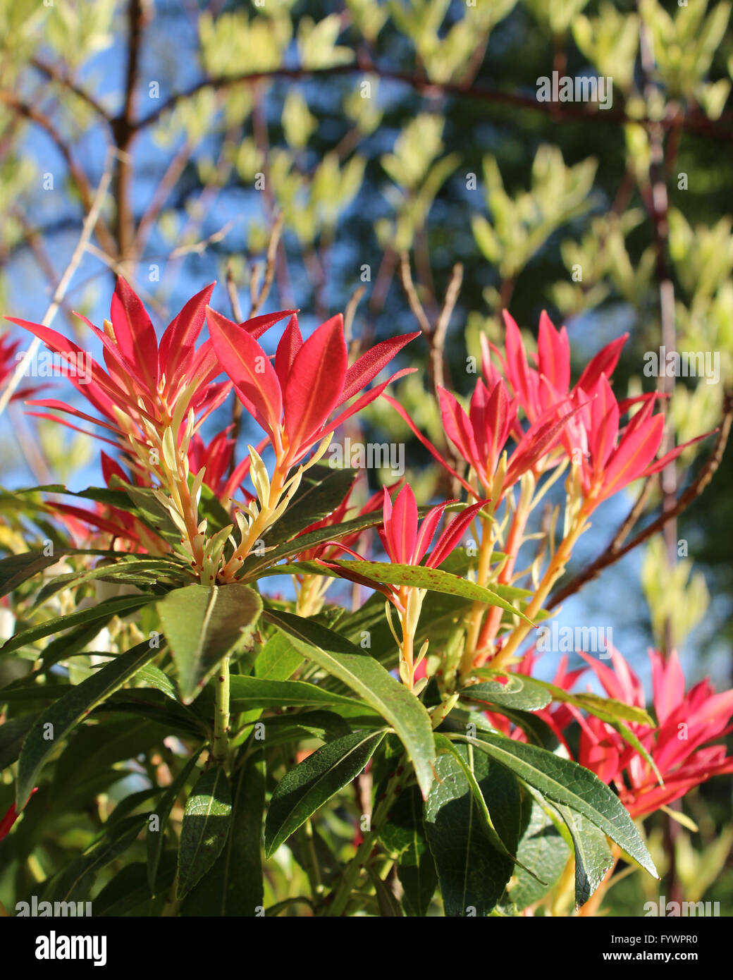Fresh new spring growth of Pieris japonica, also known as Flame of the Forest or Lilly of the Valley plant. Stock Photo