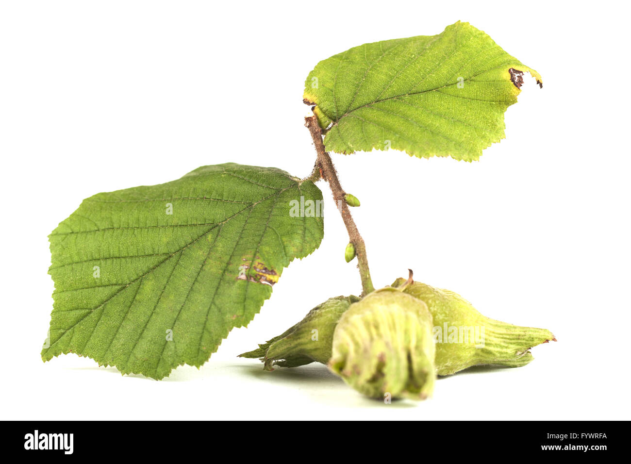 Hazelnut Leaves Stock Photo Alamy