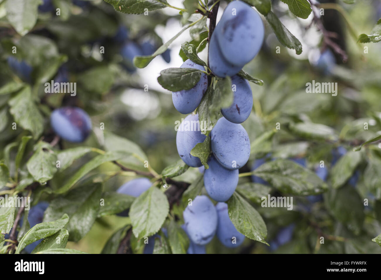 Plums on Branch Stock Photo Alamy