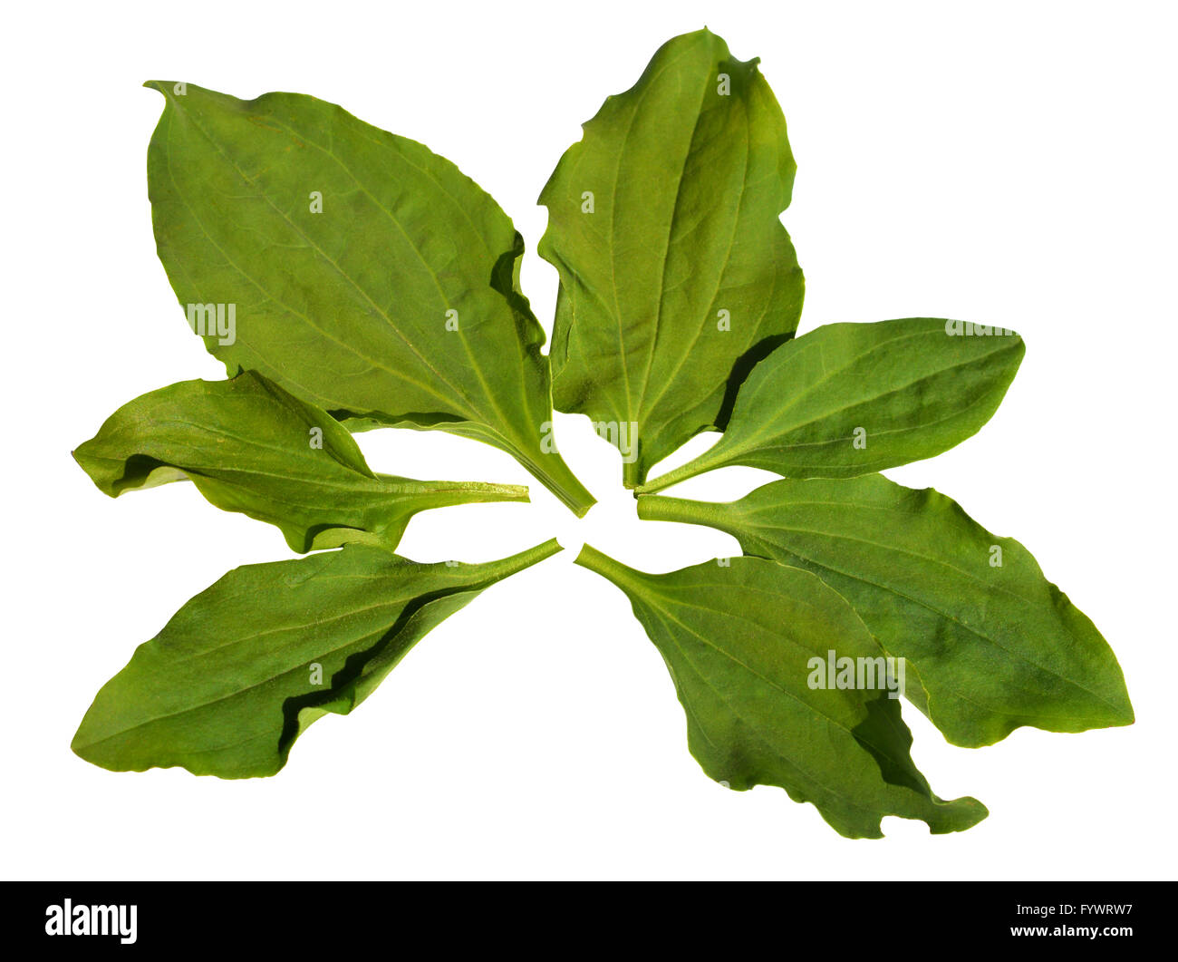 The plantain plantago lanceolata Cut Out Stock Images & Pictures - Alamy
