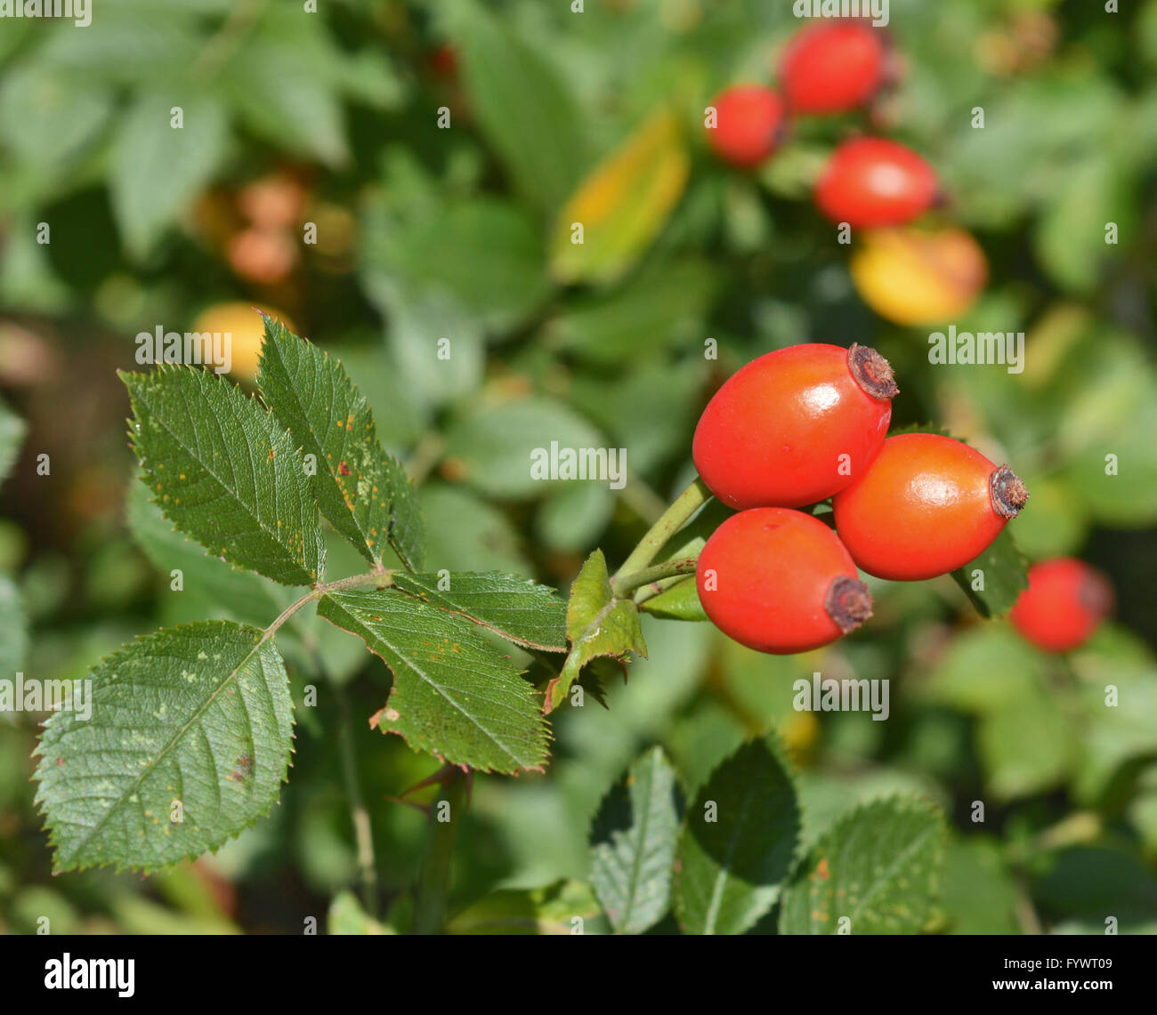 Hip rose hi-res stock photography and images - Alamy