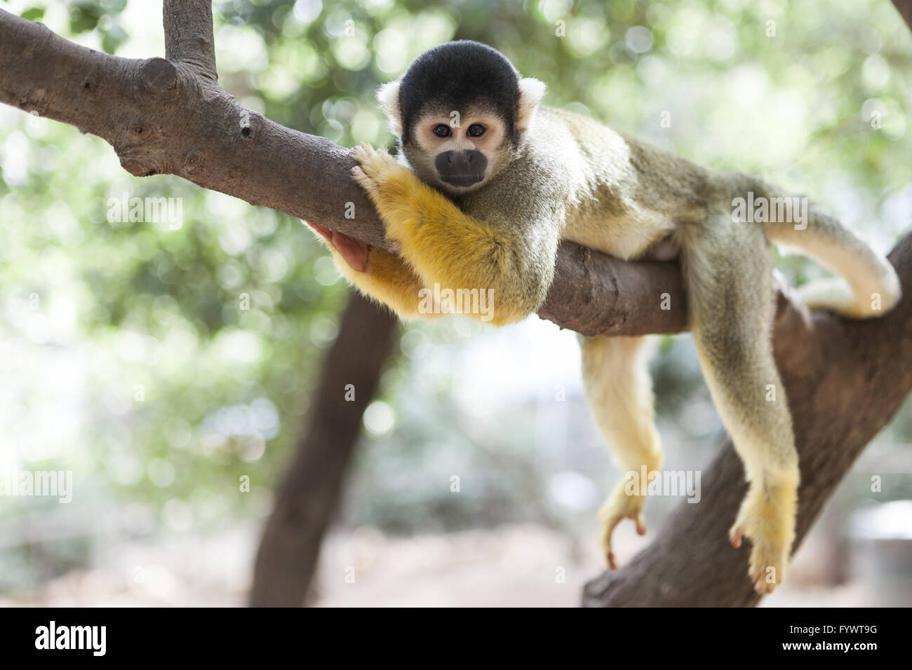 Lazy Monkey on Tree Stock Photo - Alamy Lazy Monkey on Tree Stock Photo - Alamy
