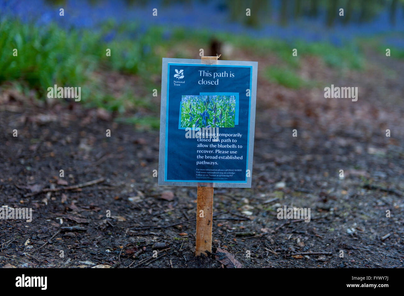 Ashridge, UK. 28 April 216. Just after dawn at the famous bluebell wood