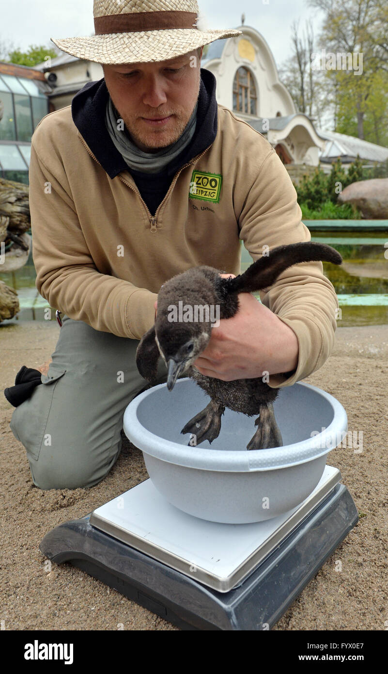 Leipzig, Germany. 28th Apr, 2016. In the custody of zookeeper Christoph Urban, the five-week-old African penguin offspring is placed on a scale in the zoo in Leipzig, Germany, 28 April 2016. The penguin, whose gender is still unknown, weighs 1,800 grams. Over Ascension weekend (05 until 08 May), the Leipzig Zoo is dedicating its program 'Young Animal Discovery Days' to its animal offspring. Visitors can watch the penguin being weighed (05 and 07 May 10:15AM) or visit with the young anoa. Photo: HENDRIK SCHMIDT/ZB/dpa/Alamy Live News Stock Photo