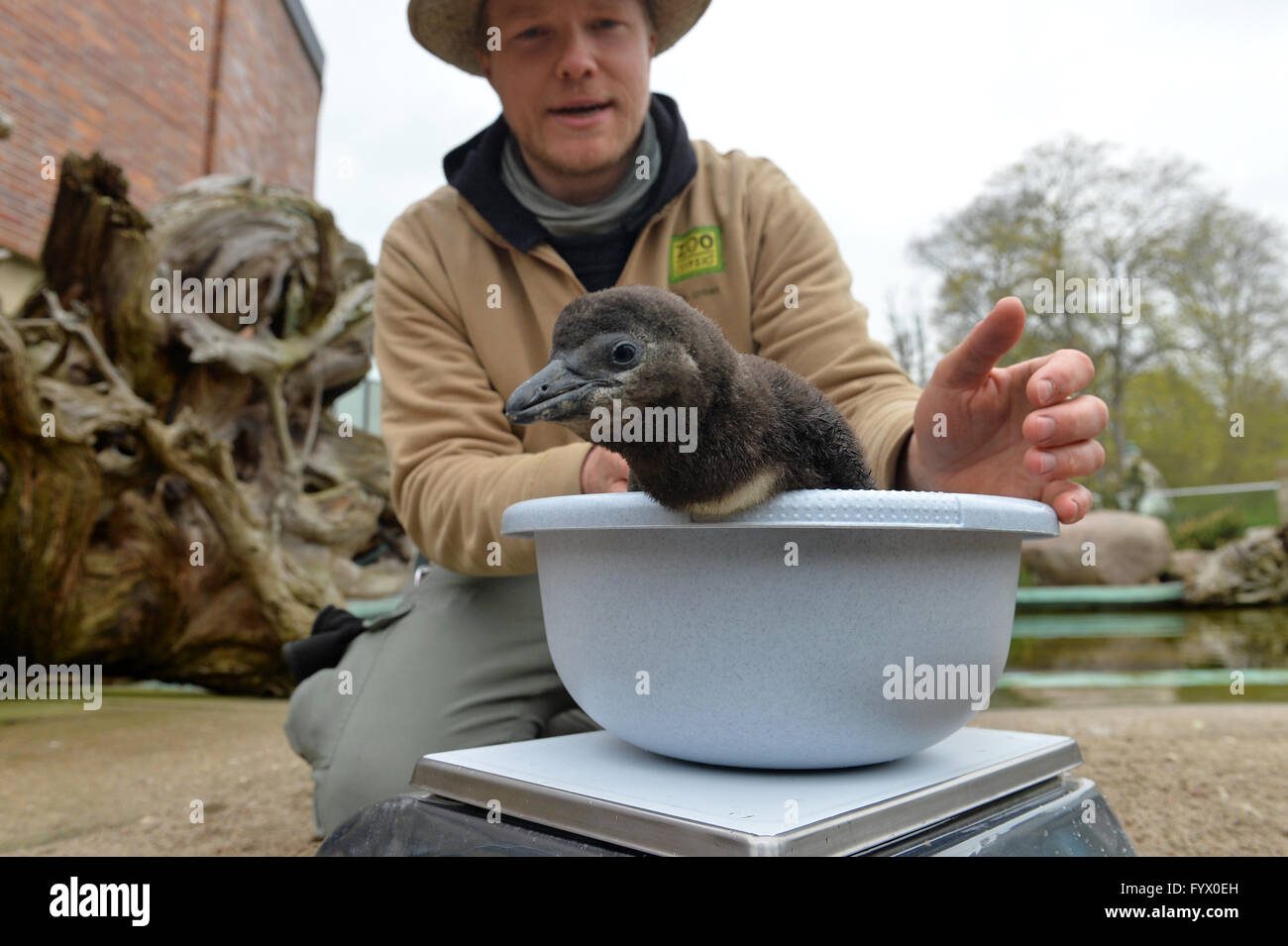 Leipzig, Germany. 28th Apr, 2016. In the custody of zookeeper Christoph Urban, the five-week-old African penguin offspring is placed on a scale in the zoo in Leipzig, Germany, 28 April 2016. The penguin, whose gender is still unknown, weighs 1,800 grams. Over Ascension weekend (05 until 08 May), the Leipzig Zoo is dedicating its program 'Young Animal Discovery Days' to its animal offspring. Visitors can watch the penguin being weighed (05 and 07 May 10:15AM) or visit with the young anoa. Photo: HENDRIK SCHMIDT/ZB/dpa/Alamy Live News Stock Photo