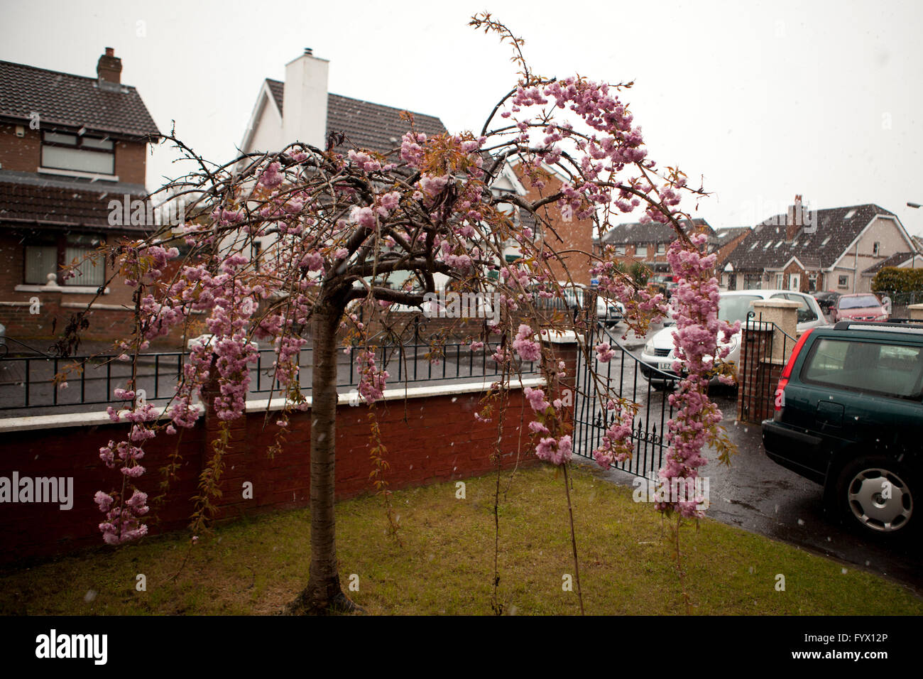 Rosgoill Park, Belfast, UK. 28th April, 2016. A light flurry of snow falls on Cherry blossom tree in a garden in Belfast Credit:  Bonzo/Alamy Live News Stock Photo