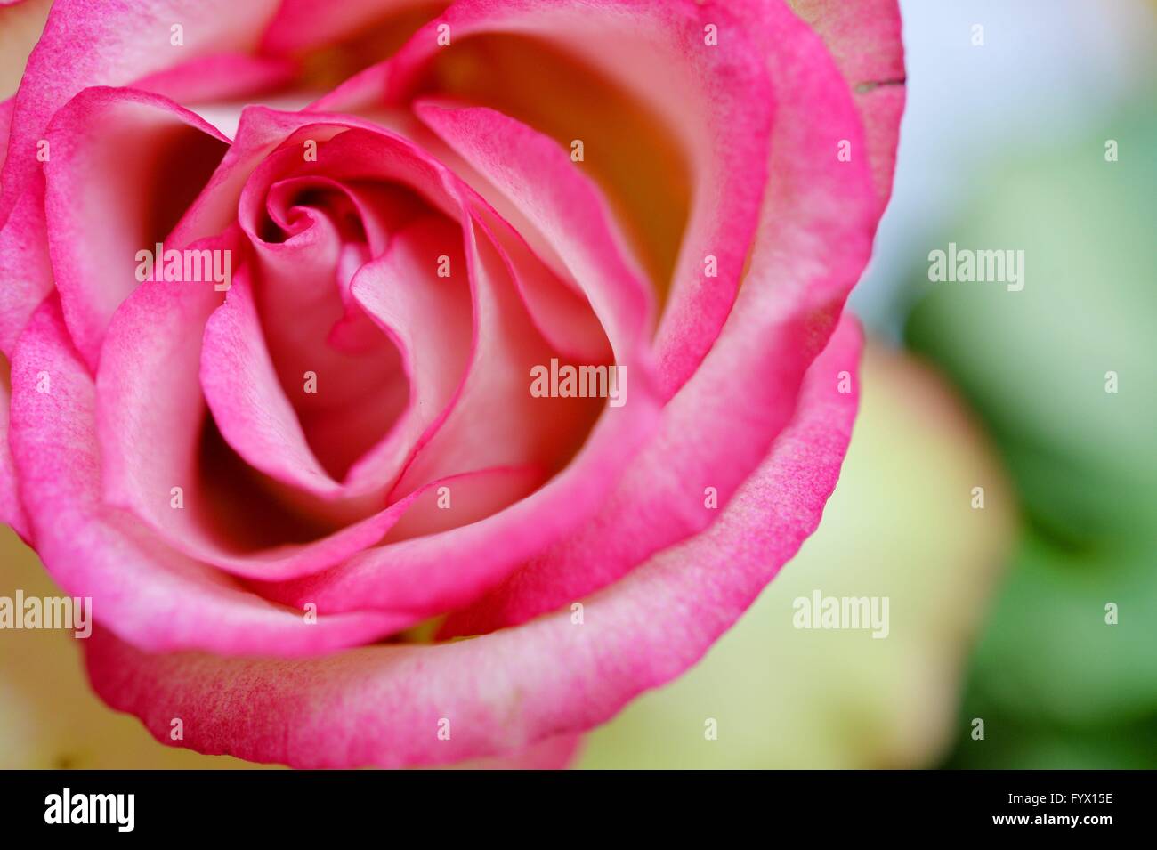 Closeup of a pink rose flower, Germany, city of Osterode, 28. April 2016. Photo: Frank May Stock Photo