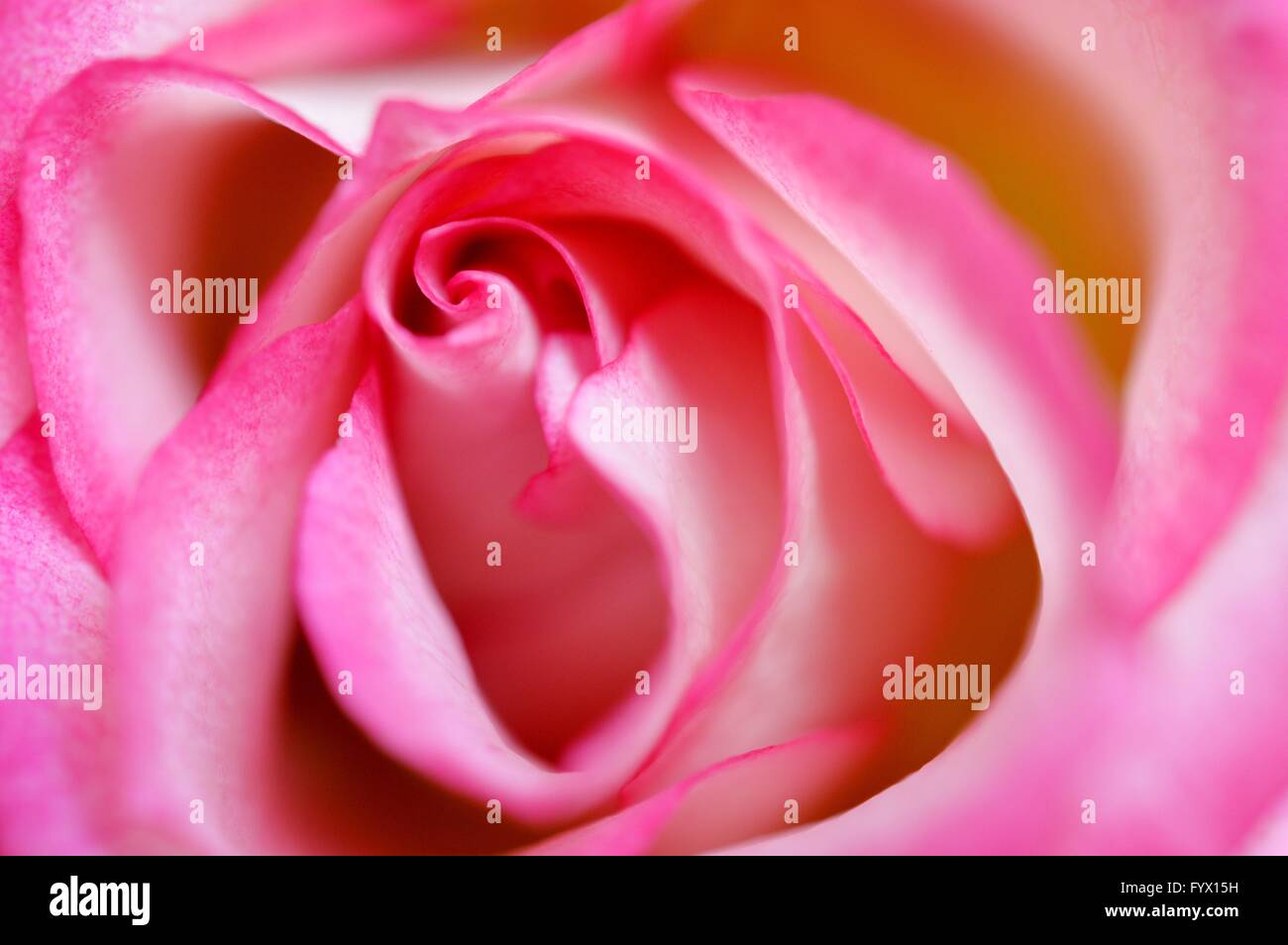 Closeup of a pink rose flower, Germany, city of Osterode, 28. April 2016. Photo: Frank May Stock Photo