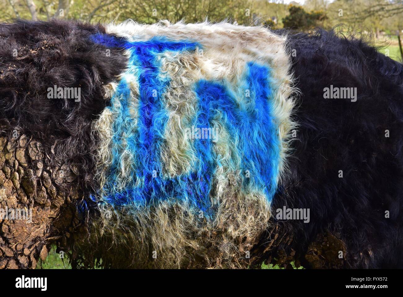 Spray paint on sheep hires stock photography and images Alamy