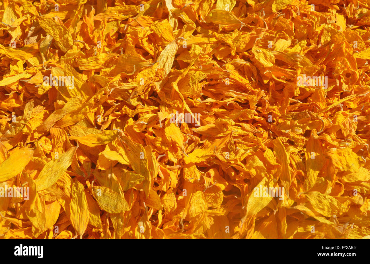 Dried petals of sunflowers Stock Photo Alamy