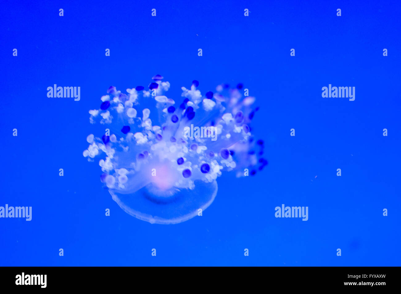 Jellyfish Dangerous Poisonous Medusa Stock Photo Alamy