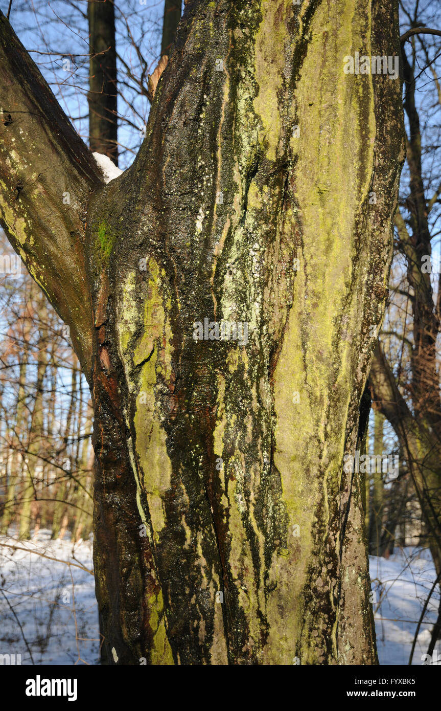 Carpinus betulus, Hornbeam, bark with lichens Stock Photo