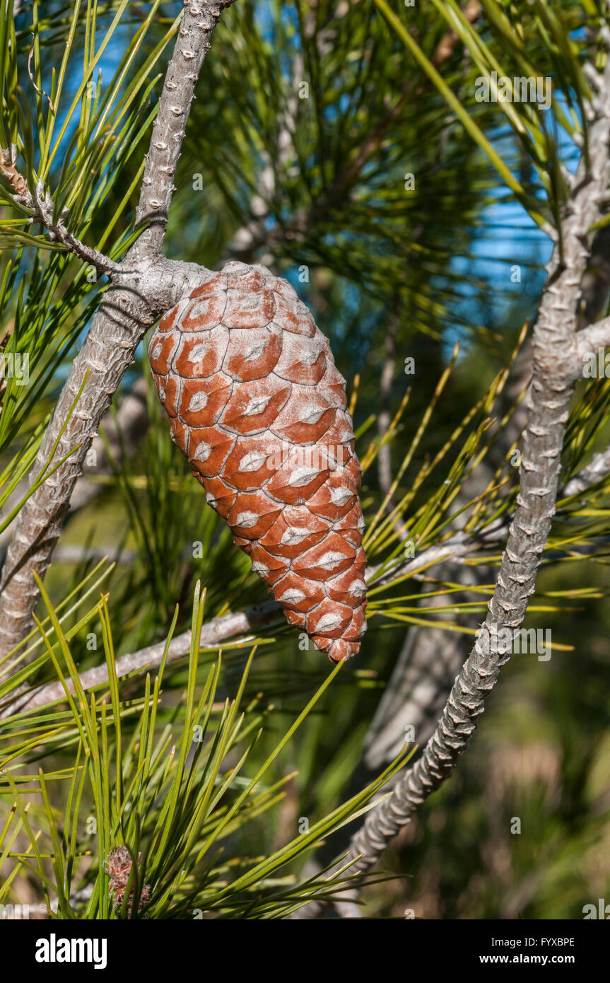 Detail of leaves, branches and cones of Aleppo Pine, Pinus halepensis. Stock Photo