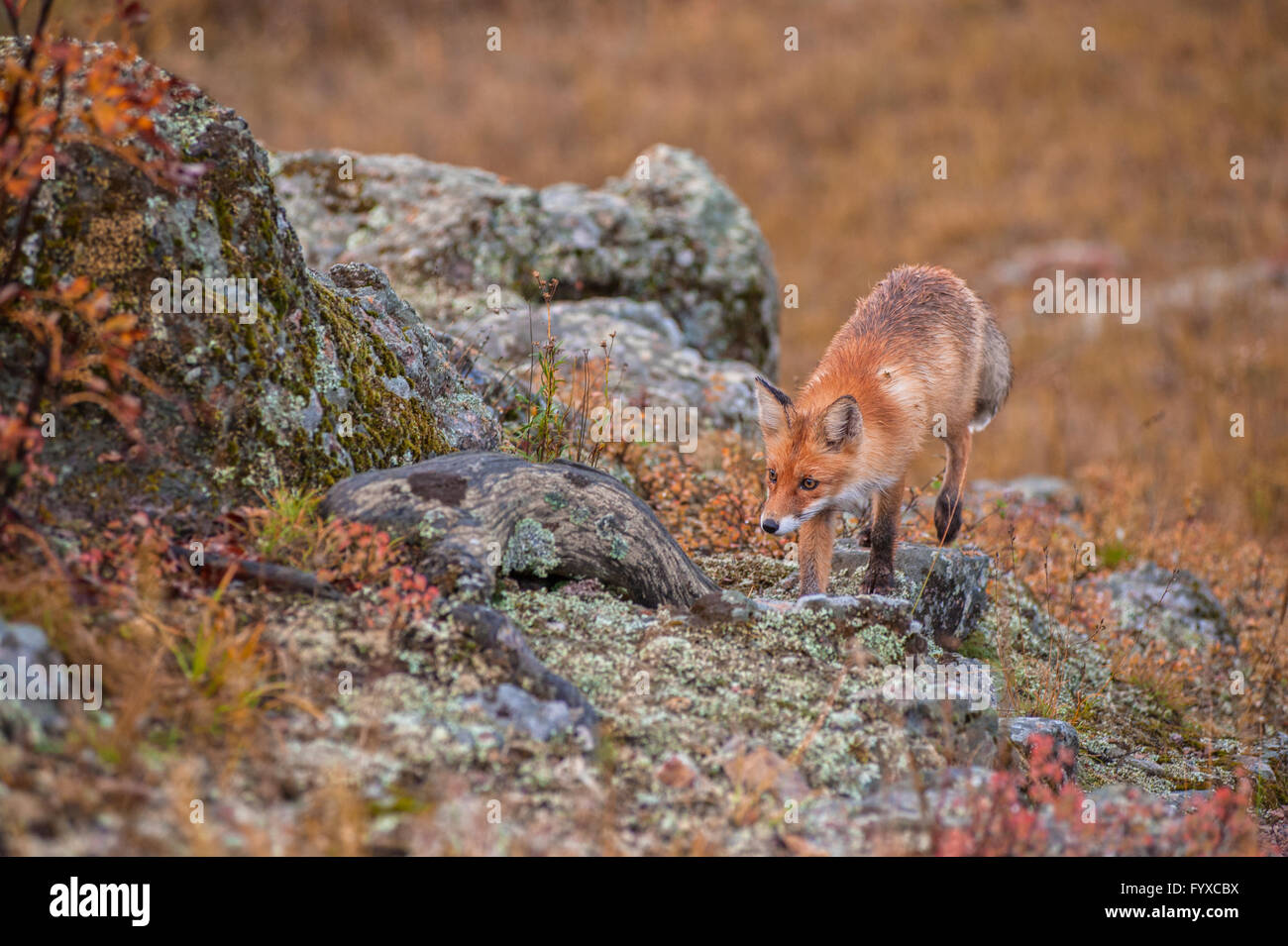 Red fox in taiga Stock Photo - Alamy