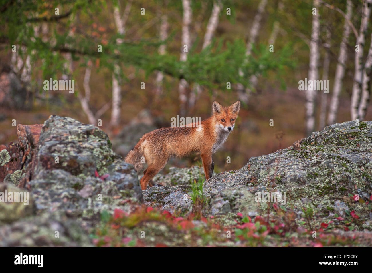 Red fox in taiga Stock Photo - Alamy