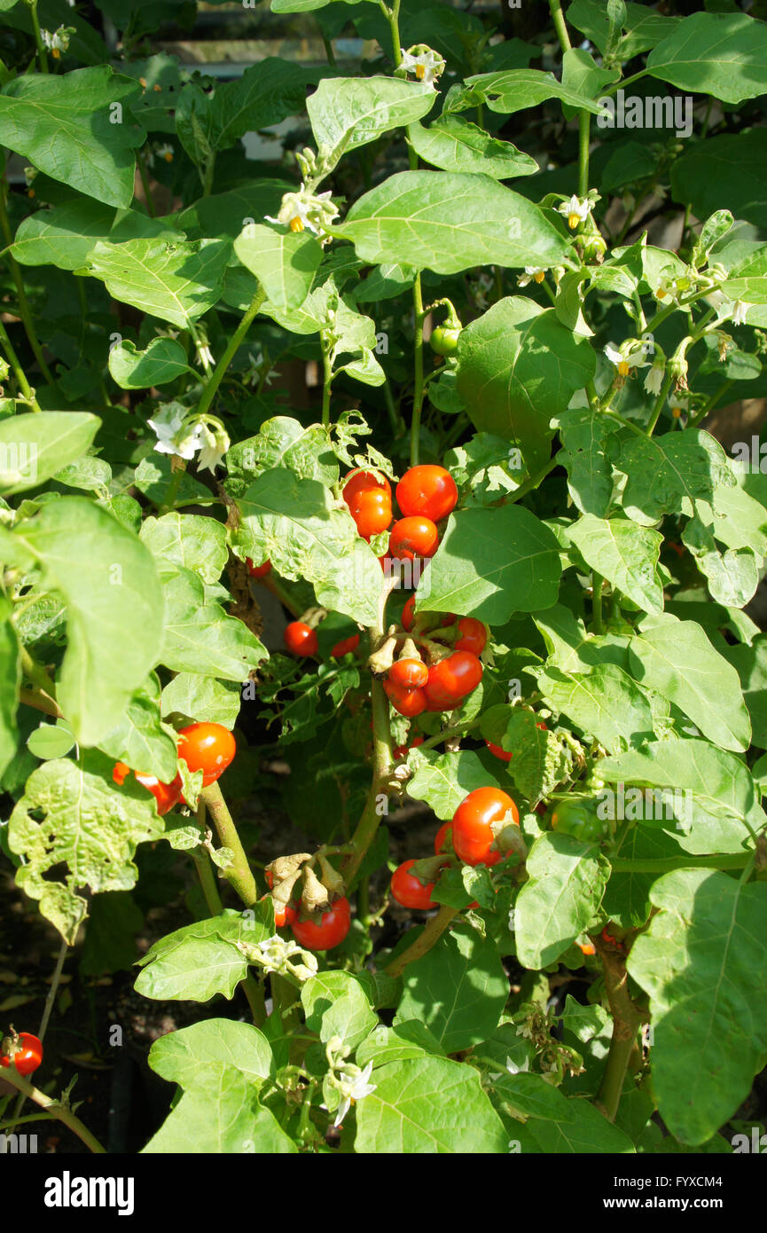 Solanum uporo, Cannibals tomato Stock Photo