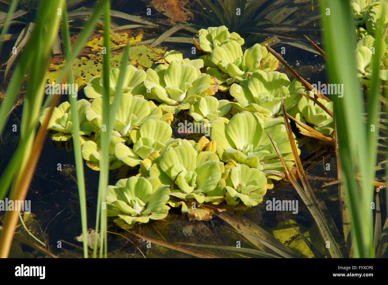 Pistia stratiotes, Water cabbage Stock Photo