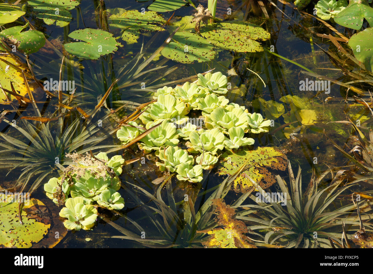 Pistia stratiotes, Water cabbage Stock Photo