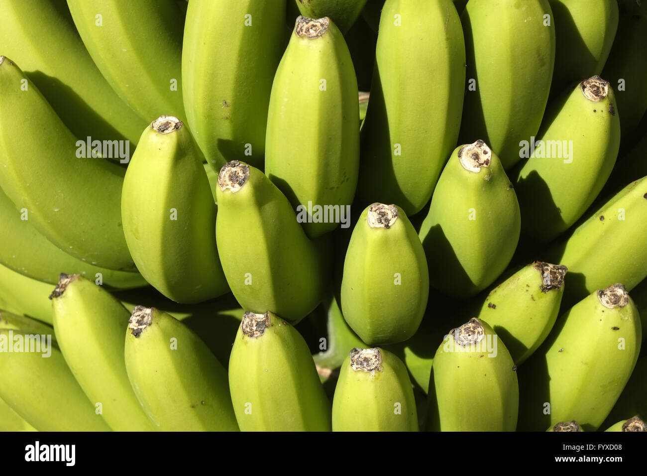 Bananas, La Palma Stock Photo