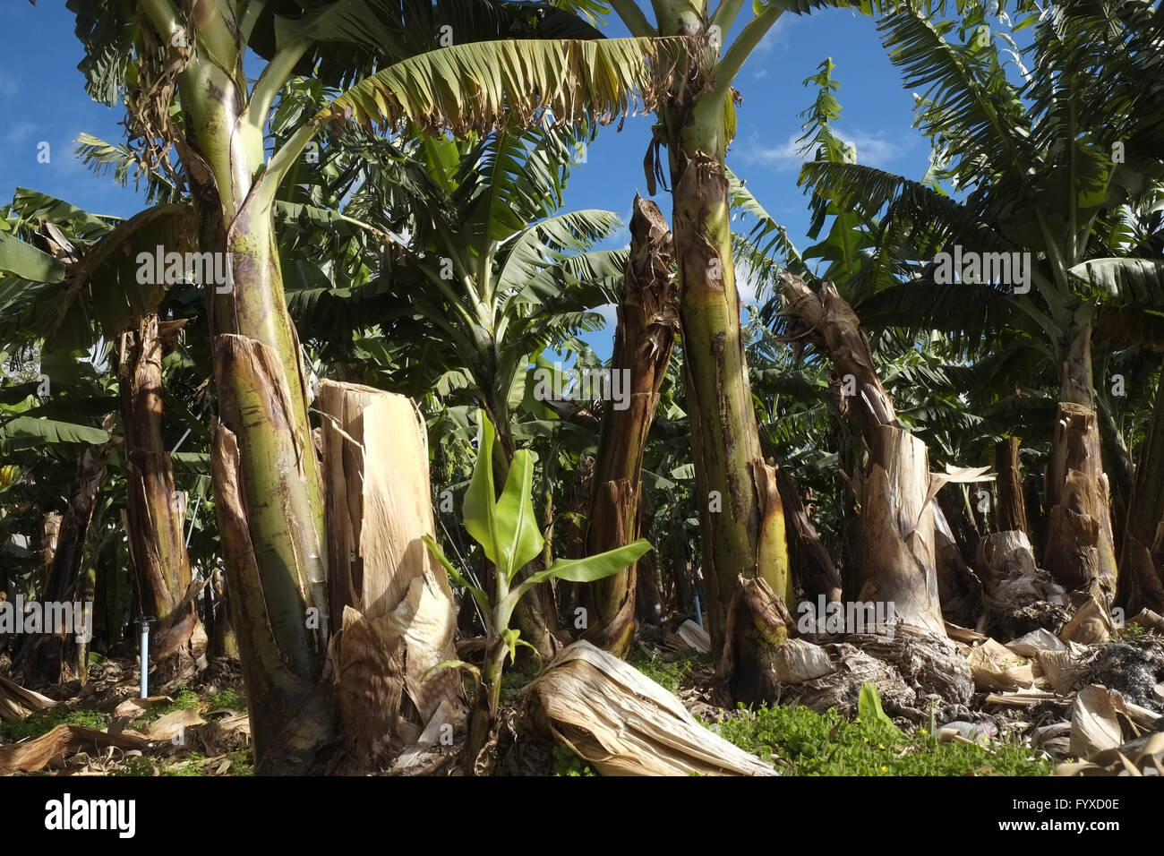 Banana plantation, La Palma Stock Photo