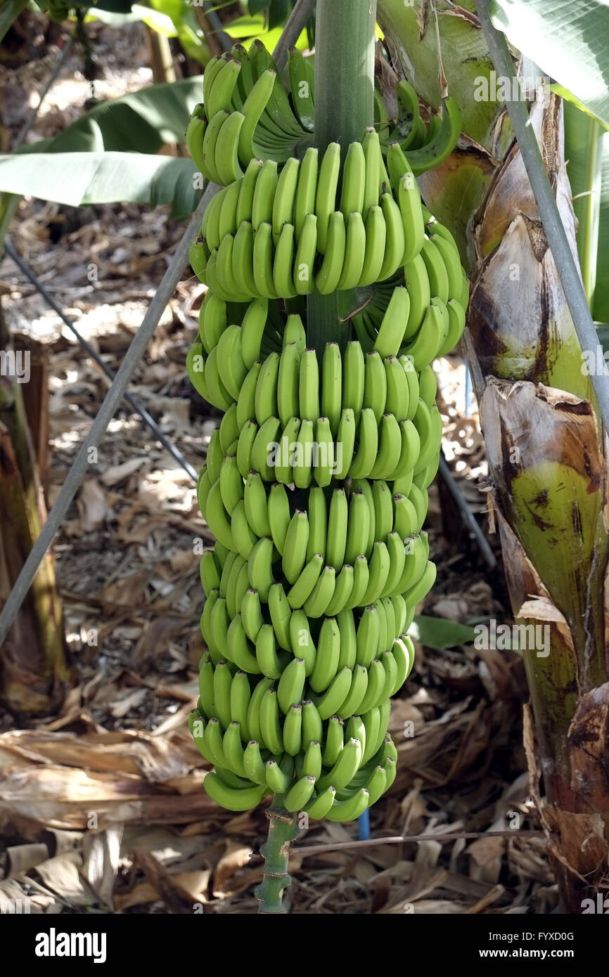 Banana plant, La Palma Stock Photo