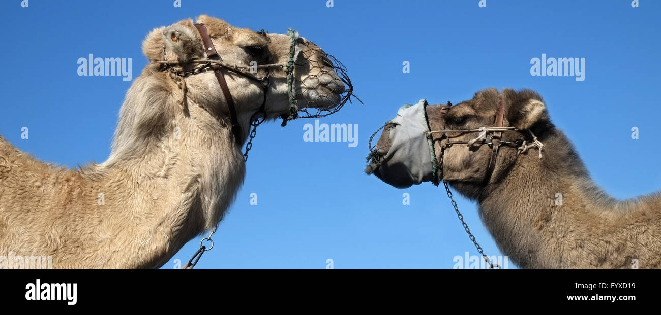Two camels (dromedaries) Stock Photo