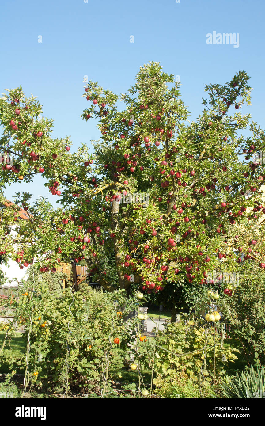 Malus domestica Gloster, Apple tree Stock Photo