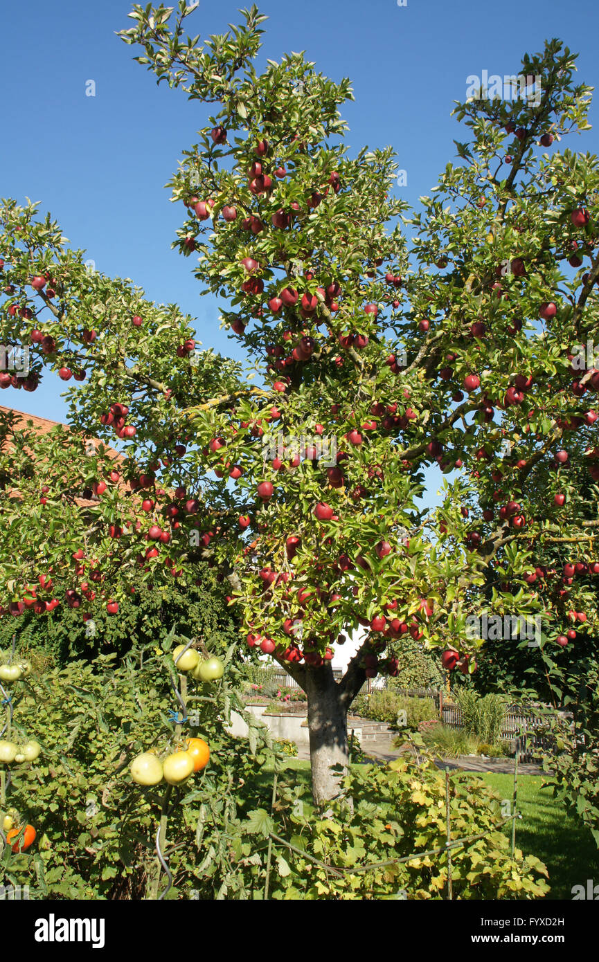 Malus domestica Gloster, Apple tree Stock Photo - Alamy