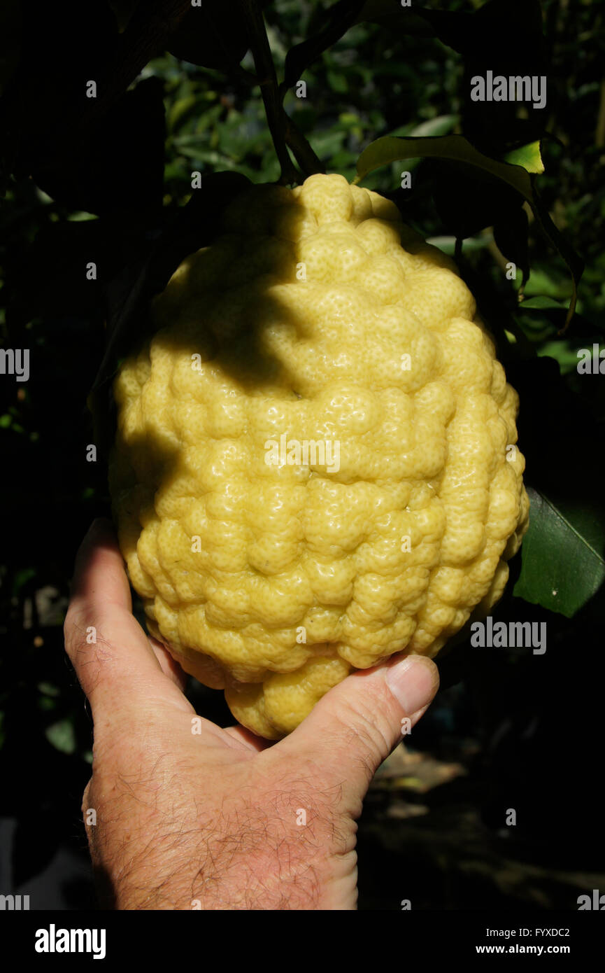 Citrus medica Etrog, Citron Stock Photo Alamy