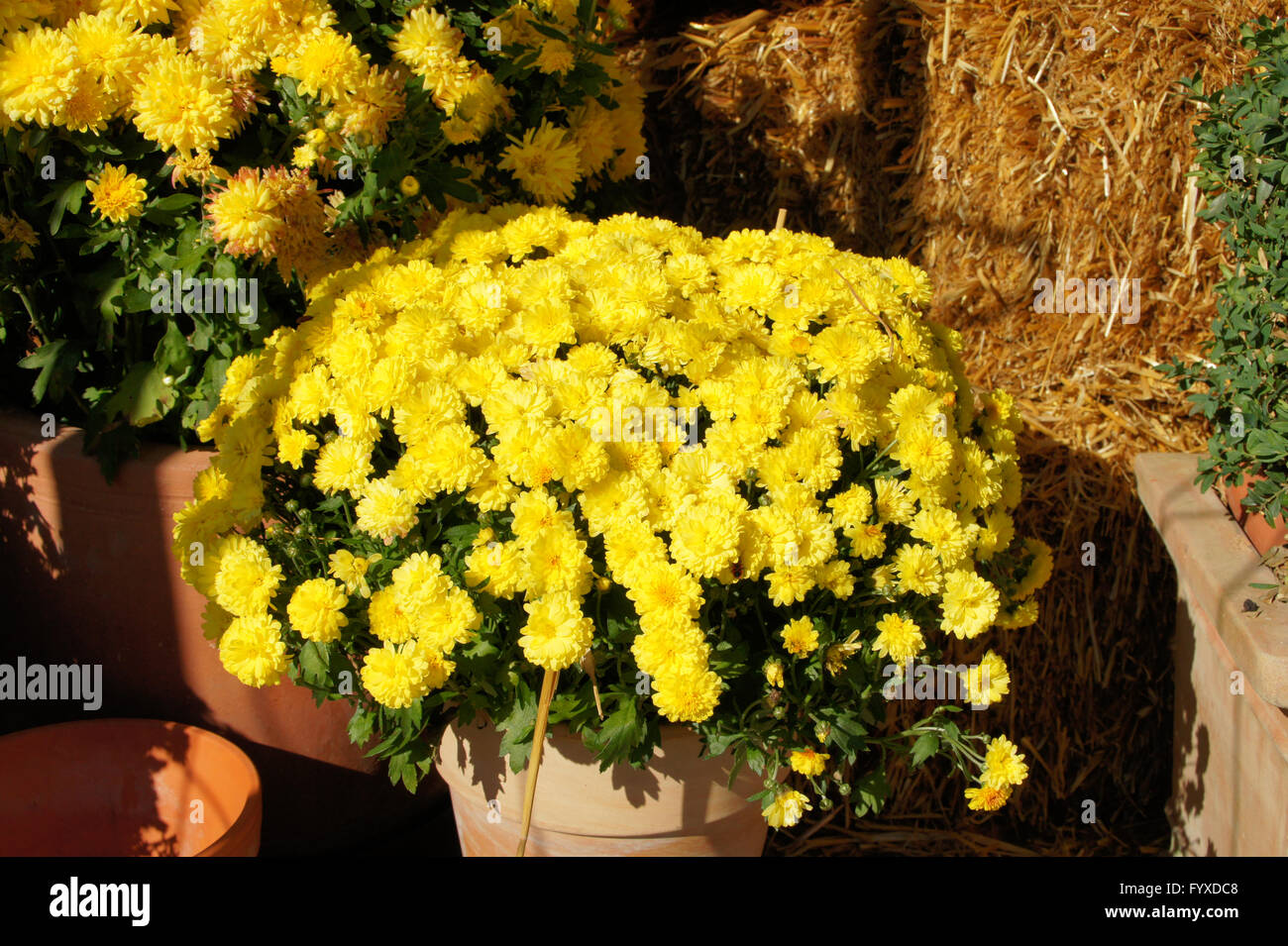 Chrysanthemum arcticum, Arctic marguerite Stock Photo