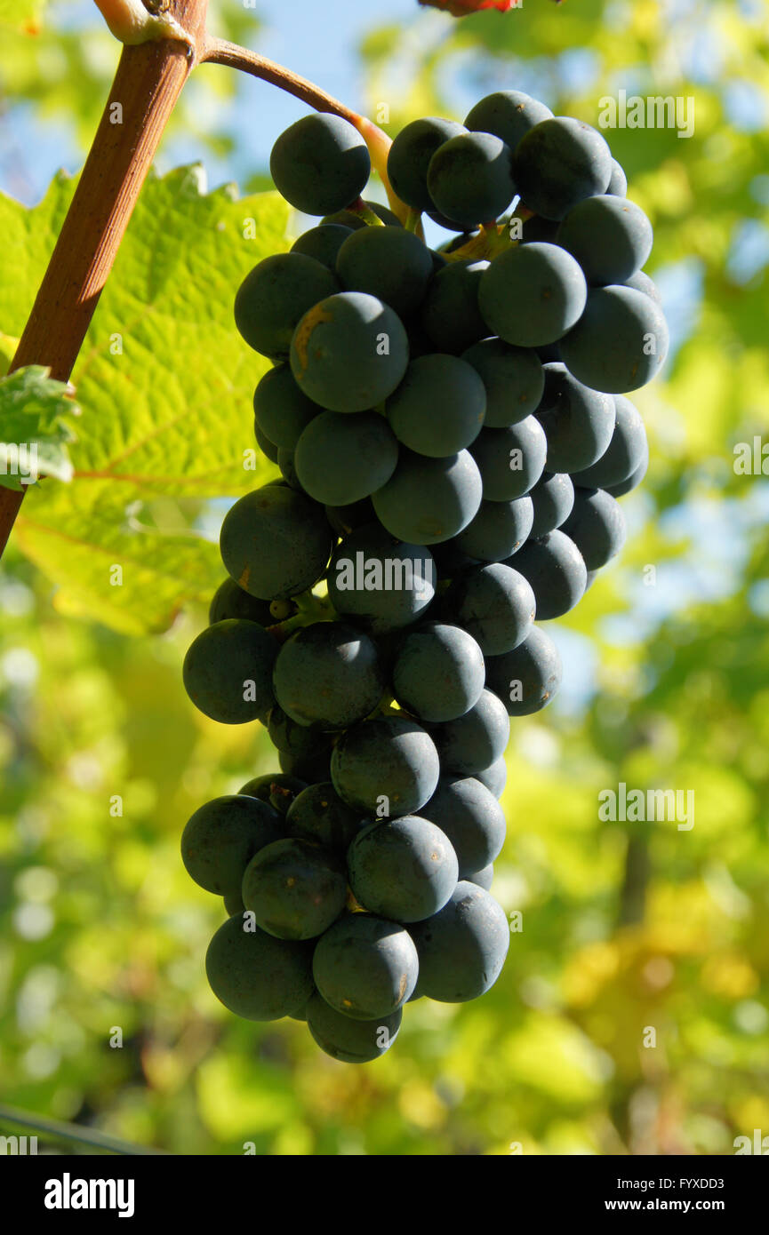 Vitis vinifera Dornfelder, Grape vine Stock Photo - Alamy