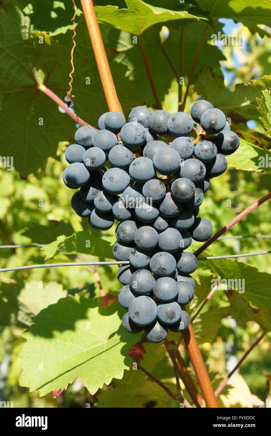 Vitis vinifera Dornfelder, Grape vine Stock Photo