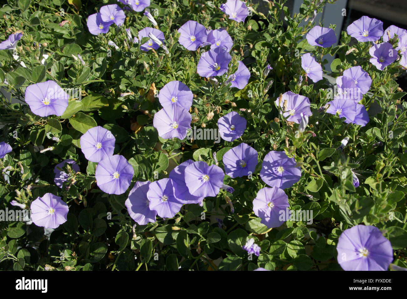 Convolvulus sabatius, Blue mountain bindweed Stock Photo