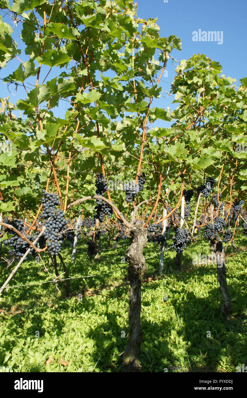 Vitis vinifera Merlot, Grape vine Stock Photo