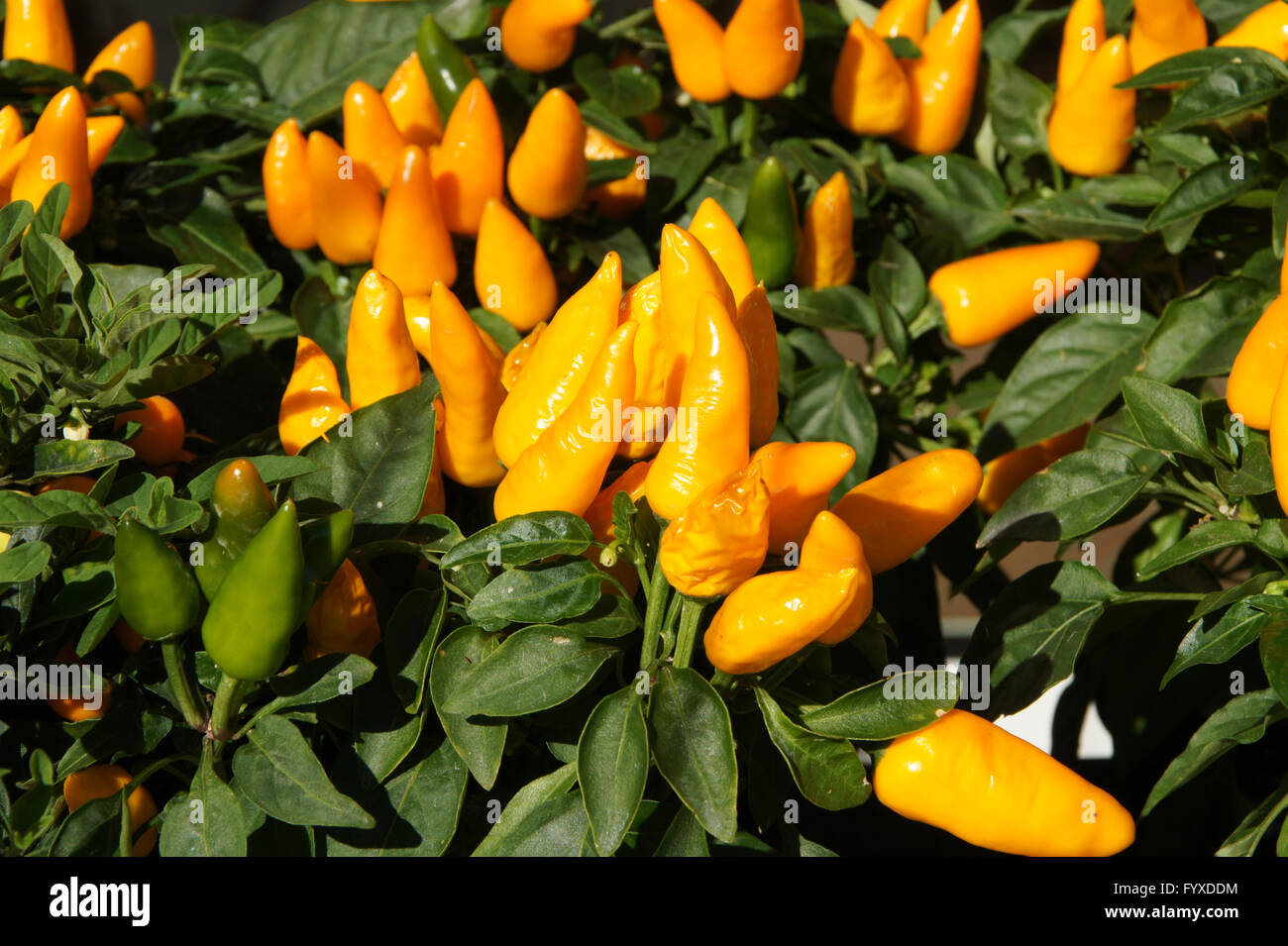 Capsicum frutescens, Chili pepper Stock Photo