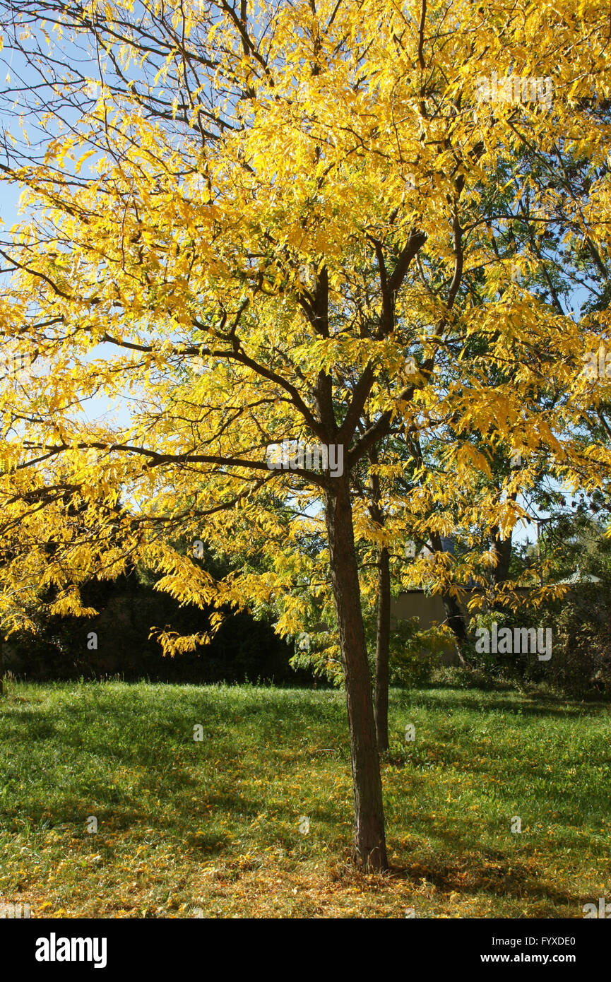 Gleditsia triacanthos, Honey locust Stock Photo