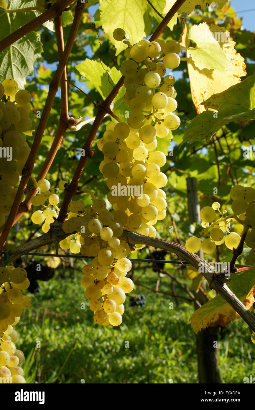 Vitis vinifera Müller Thurgau, Grape vine Stock Photo - Alamy