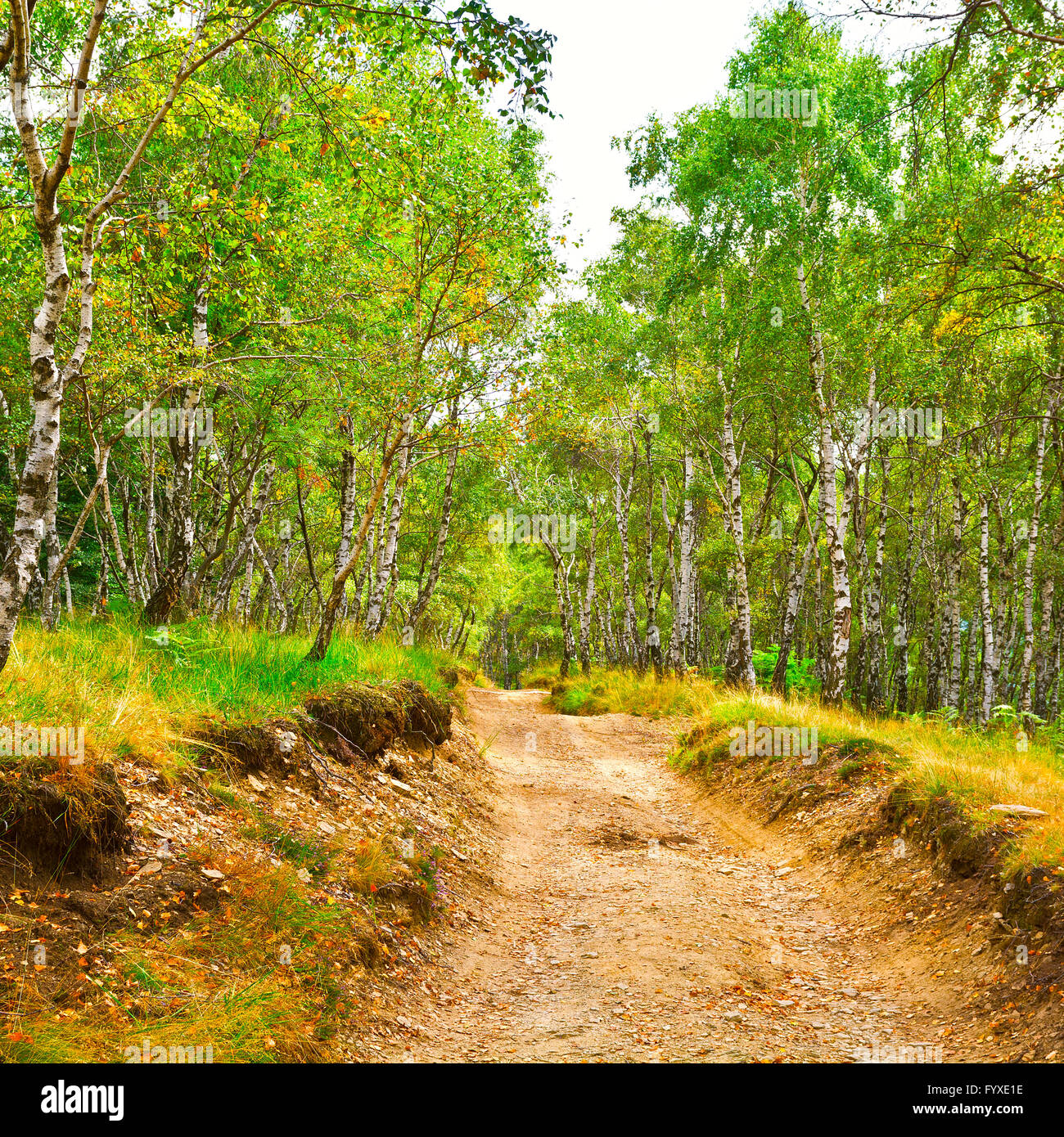 Dirt road tree canopy hi-res stock photography and images - Alamy